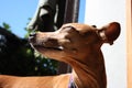 Young specimen puppy dog Ã¢â¬â¹Ã¢â¬â¹breed. pet in the terrace of the house where he lives proud. female zwerg pinscher red or brown Royalty Free Stock Photo